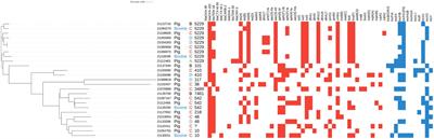 The hazard of carbapenemase (OXA-181)-producing Escherichia coli spreading in pig and veal calf holdings in Italy in the genomics era: Risk of spill over and spill back between humans and animals